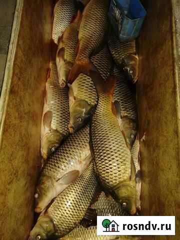 Сазан Елец - изображение 1