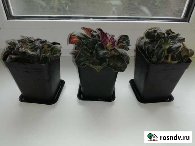 Фиалки Бийск - изображение 1