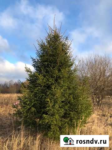 Живые ёлки от 3 до 5 метров Ярославль - изображение 1