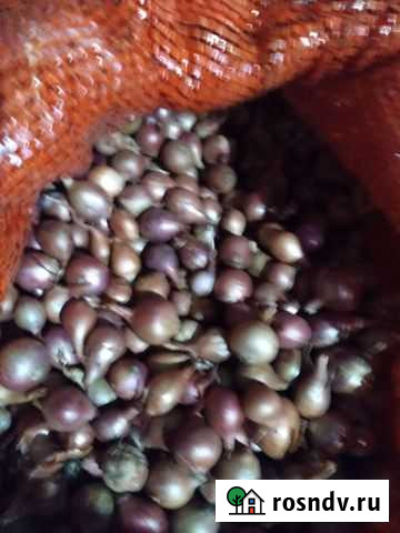 Лук севок красный Батырево - изображение 1