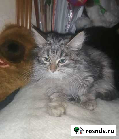 Котенок девочка в добрые руки Жуковский - изображение 1