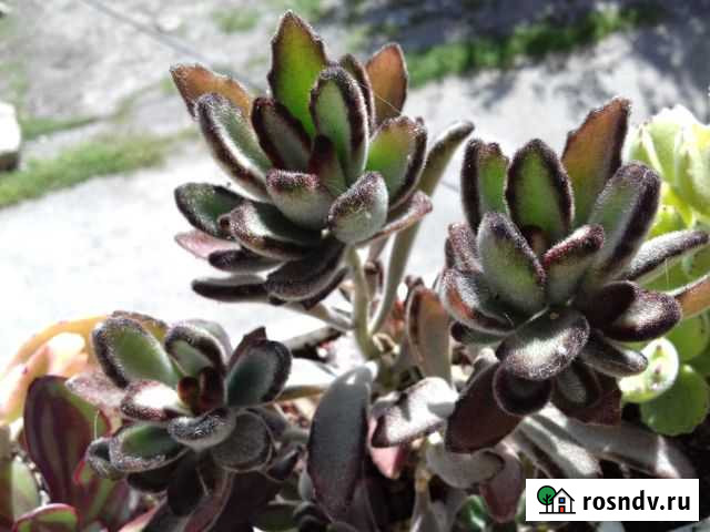 Каланхоэ,Котиледон, крассула,Аихризон,седум,кактус Казаки - изображение 1