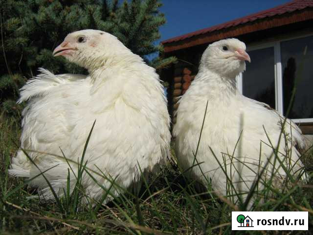 Яйцо перепелиное, инкубационное (Белый техасский) Югорск - изображение 1
