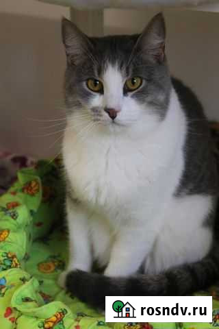 Кот Йошкар-Ола - изображение 1