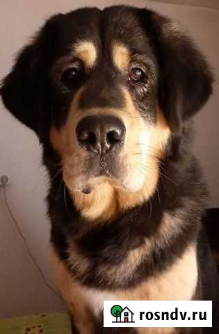 Тибетский мастиф Остались свободны 3 кобеля и сука Назия - изображение 1