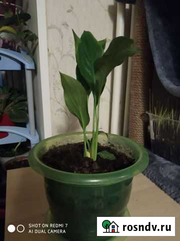 Спатифиллум и щучий хвост Красногорск - изображение 1