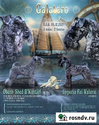 Щенки керри блю терьера Мытищи - изображение 1