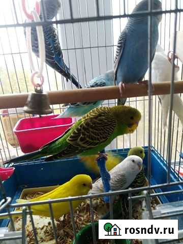 Волнистые попугаи Курск - изображение 1