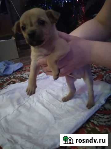 Маленькая собака щенок Смоленск - изображение 1