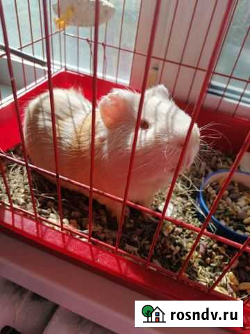 Морская свинка с клеткой Сургут - изображение 1