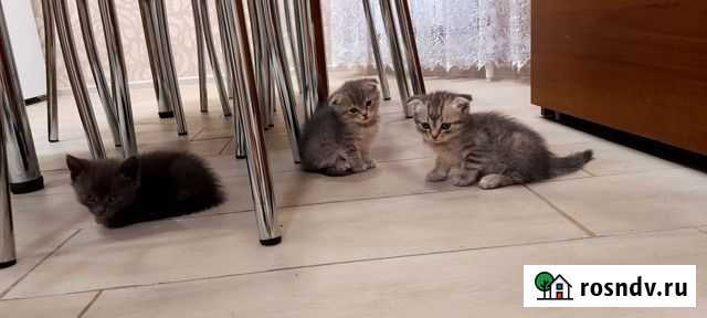 Котята шотландские Алексеевка - изображение 1
