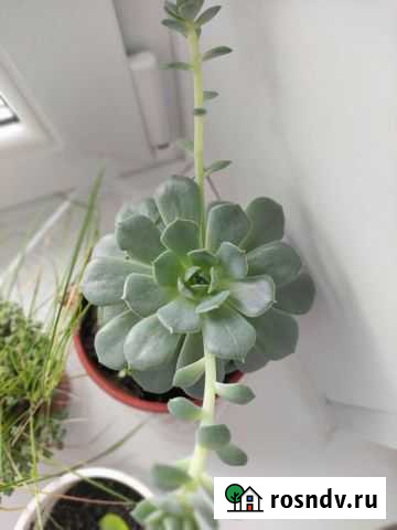 Эхеверия десметиана Суздаль - изображение 1