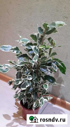 Кинки Белогорск - изображение 1