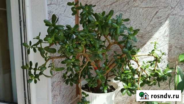 Продам толстянку-денежное дерево Благовещенск - изображение 1