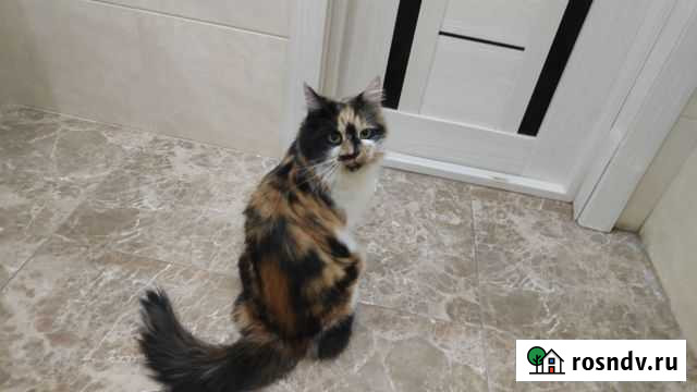 Кошки в добрые руки бесплатно Северный - изображение 1