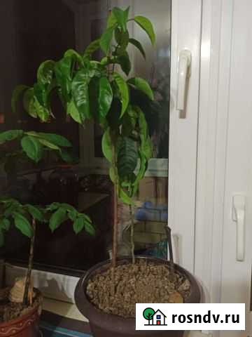 Лимонное дерево Клин - изображение 1