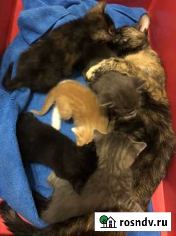 Котята в добрые руки Нижний Новгород - изображение 1