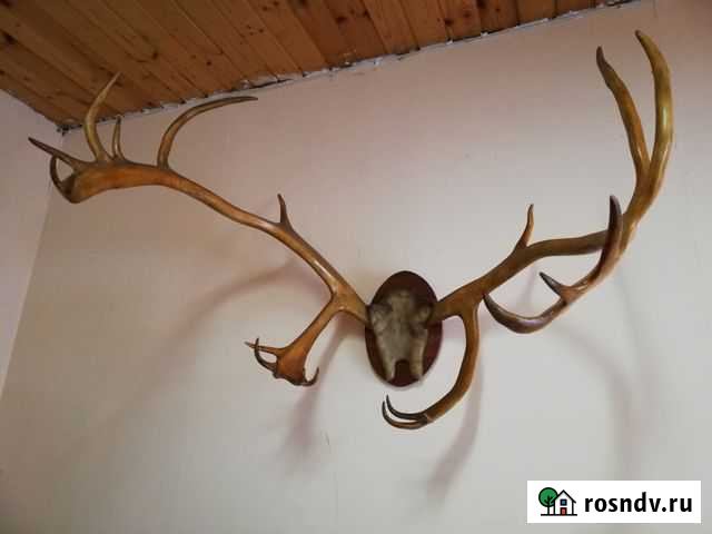 Оленьи рога Светлый - изображение 1