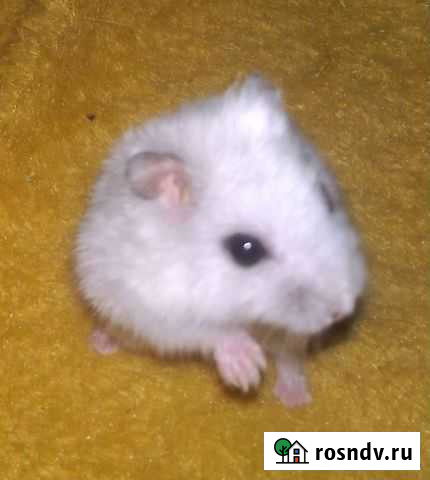 Джунгарский хомяк в добрые руки Новороссийск - изображение 1