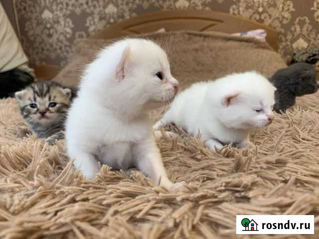 Продаются шотландские чистокровные котята Уфа - изображение 1