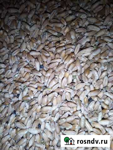 Зерно пшеница Покровское - изображение 1