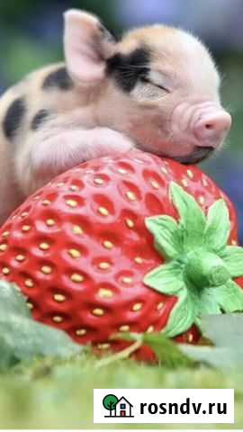 Комбикорм Ухта - изображение 1