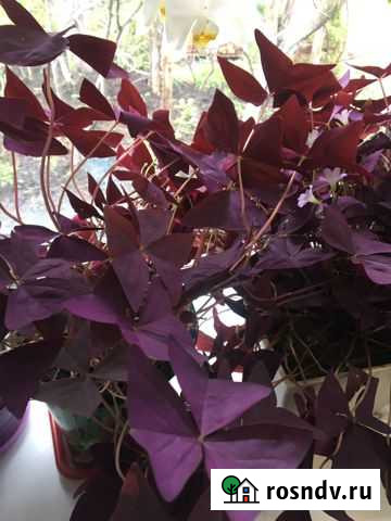 Кислица Заворонежское - изображение 1