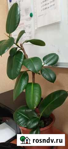 Большой цветок домашний Октябрьский - изображение 1