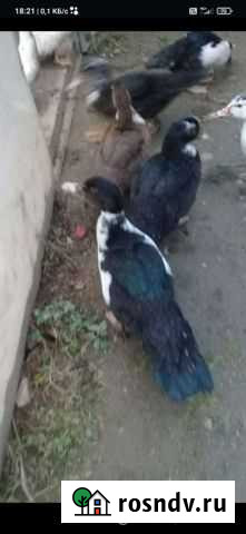 Утки мускусные Тучково - изображение 1