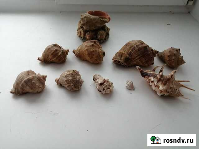 Морские ракушки Энгельс - изображение 1