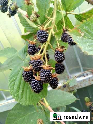 Саженцы ежевики Узуново - изображение 1