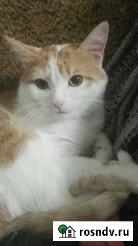 Кот 1 год Владимир - изображение 1