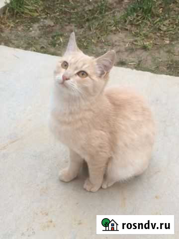 Котята в добрые руки Элиста - изображение 1