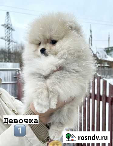 Шпиц Гатчина - изображение 1