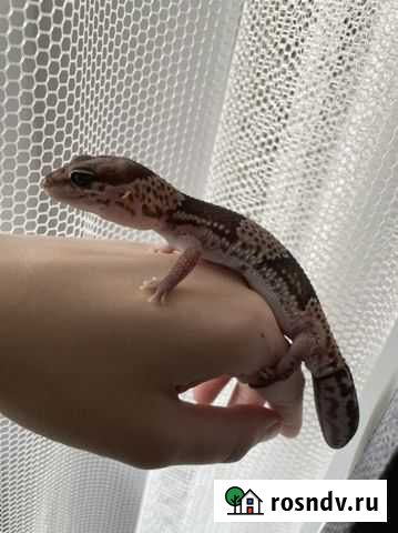 Гемитеконикс Курган - изображение 1