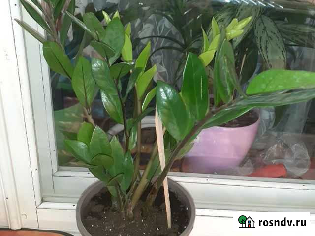 Зимиокулькас Махачкала - изображение 1