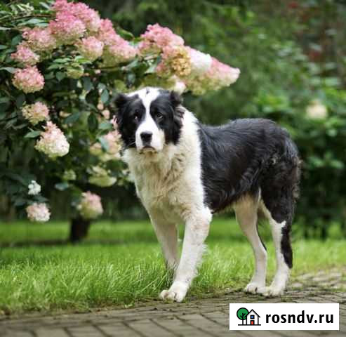 Среднеазиатская овчарка Лесной Городок - изображение 1