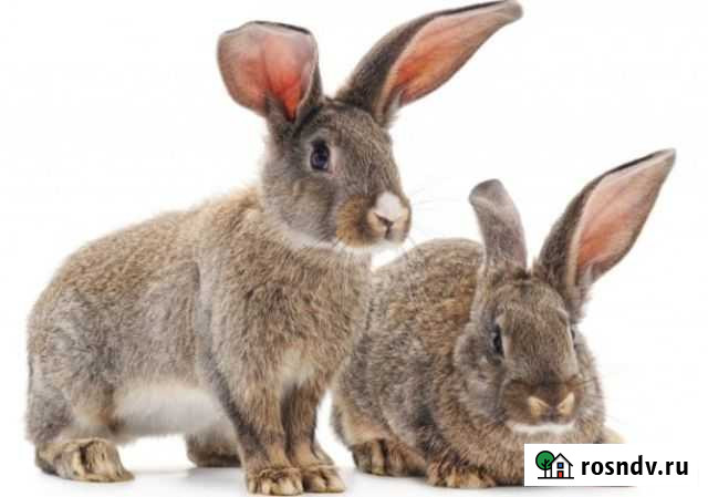 Кролики Каменск-Шахтинский - изображение 1