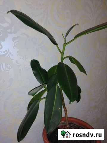 Фикус Кемерово - изображение 1