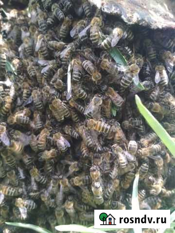 Пчелиный подмор (за 100гр.) пчёлы Поварово - изображение 1