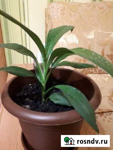 Бамбук Мончегорск - изображение 1