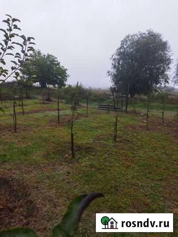 Деревья полукарлик Баксаненок - изображение 1