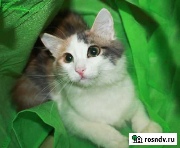 Котенок 4 мес девочка Электроугли - изображение 1