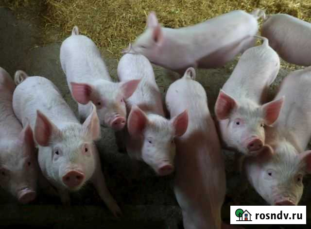 Поросята Глинищево - изображение 1
