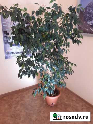 Продам фикус - большой Благовещенск - изображение 1