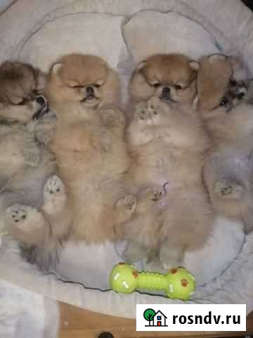 Шпиц Воронеж - изображение 1