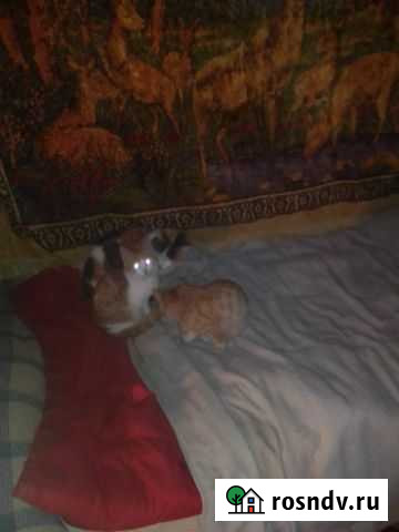 Котятки ищут хозяев Екатеринбург - изображение 1