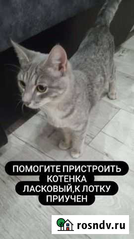 Кошка в дар Стерлитамак - изображение 1