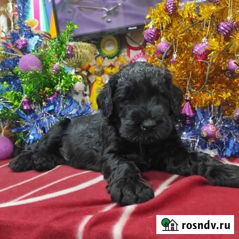 Ризеншнауцер Таганрог - изображение 1