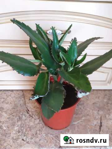 Каланхоэ лечебный Батайск - изображение 1